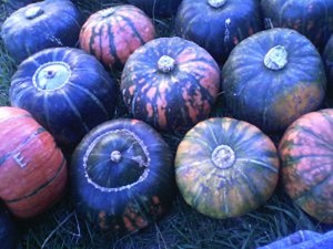 Landrace Gardening: Hybrid Squash Image